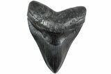 Fossil Megalodon Tooth - South Carolina #236060-1